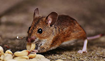 24 Hour & Emergency Exterminators in Merritt, NC